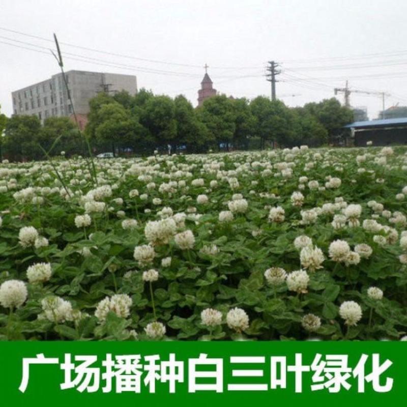 白三叶种子车轴草种子三叶草草籽多年生绿化绿肥