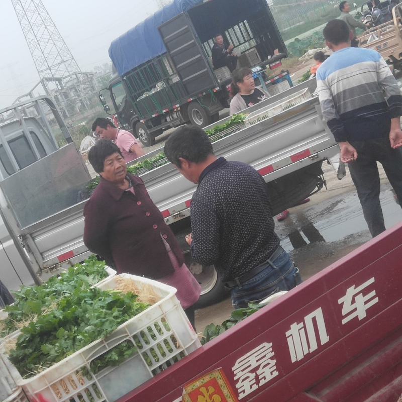 大量。蔬菜。萝卜，上市。需要的请与我联系