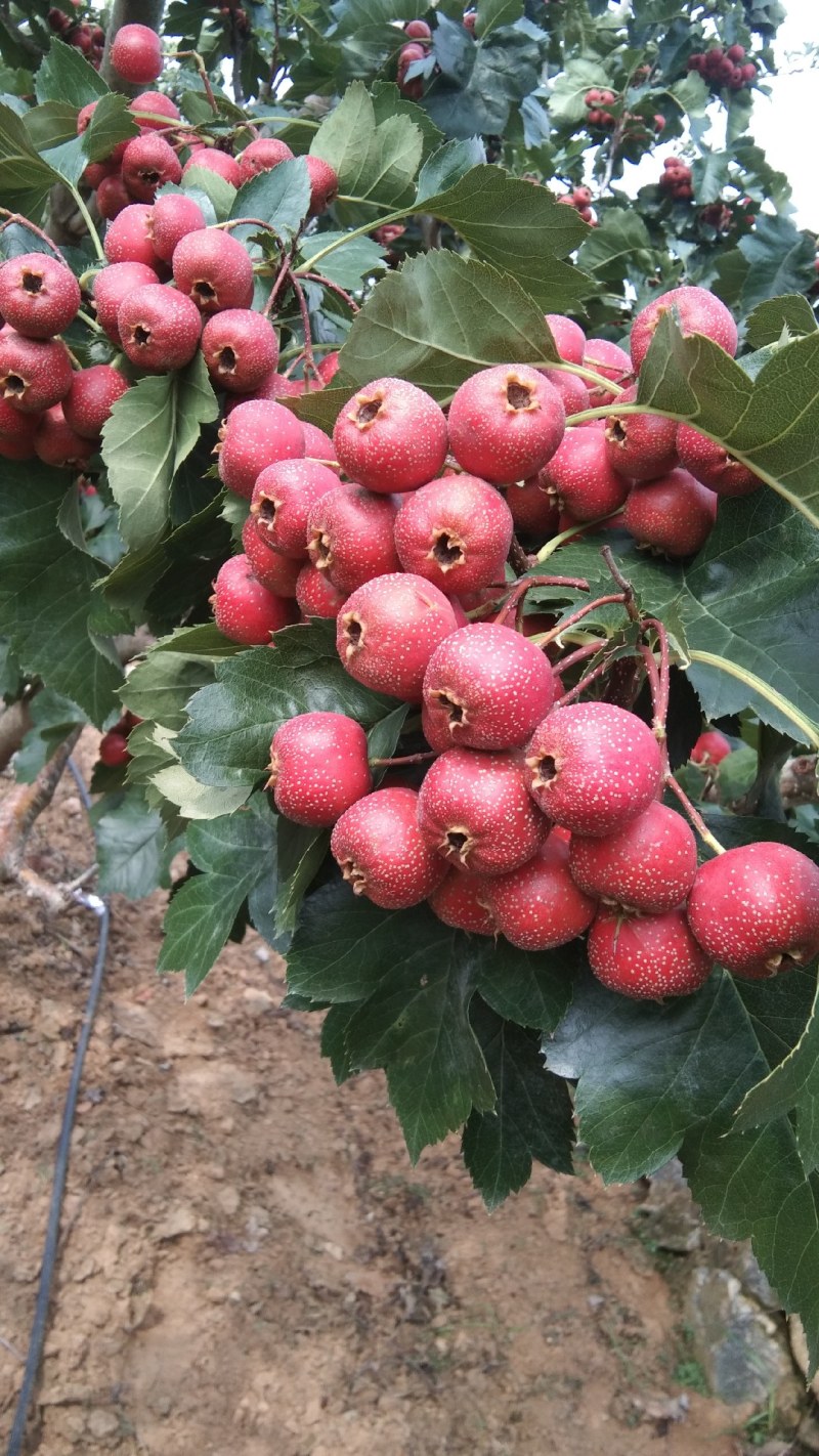 【推荐】切片大金星成熟上市，市场果，糖葫芦加工厂量大