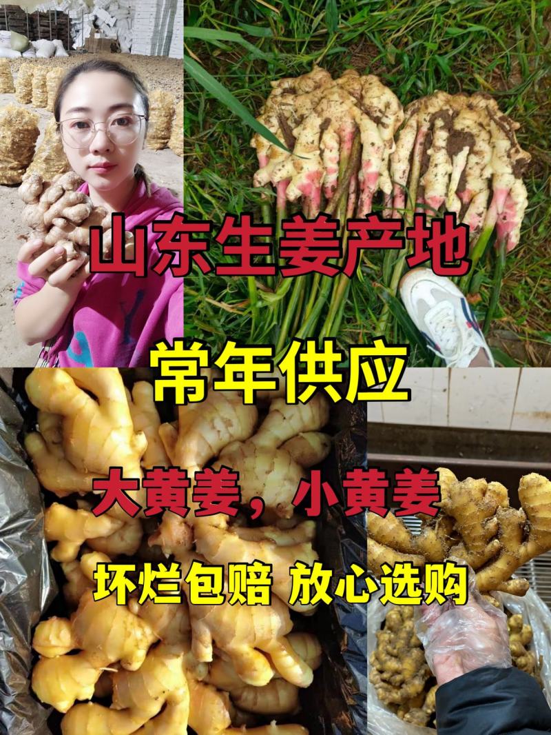 山东优选大黄姜大量供应【全国发货坏烂包赔】质量保证