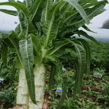 尖叶莴苣一手货源，田间地头精加工质量很好