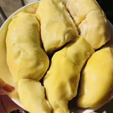 泰国树熟金枕榴莲肉