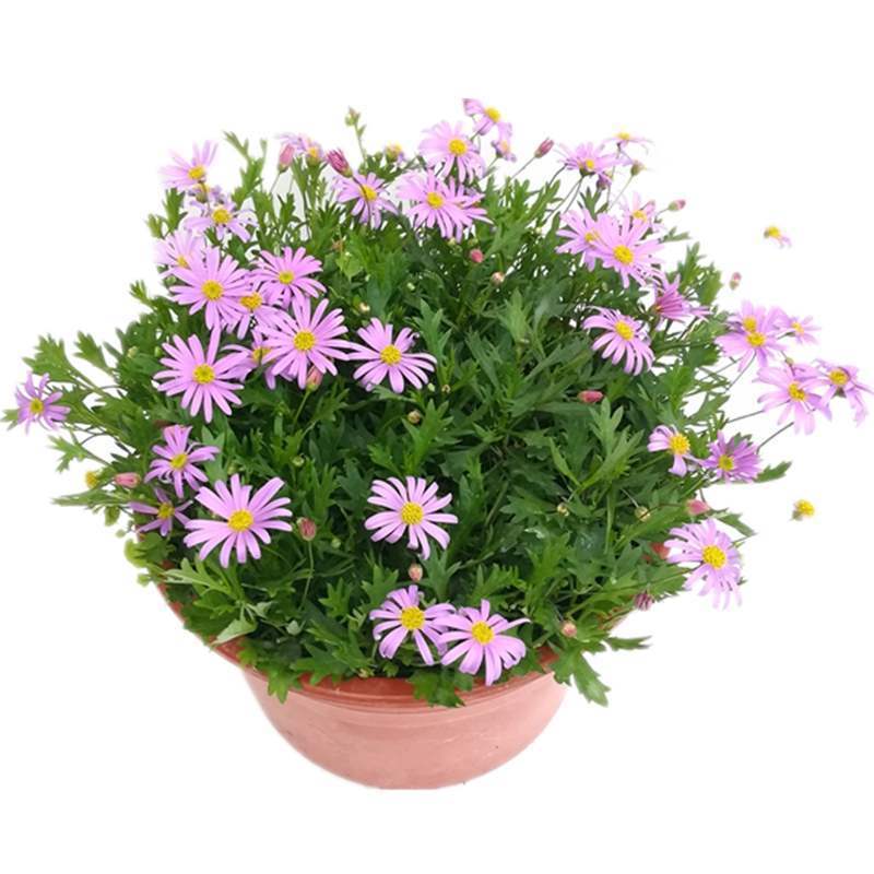 多年生花籽宿根种子花庭院花草子荷兰菊耐寒花种喜阴花卉植物