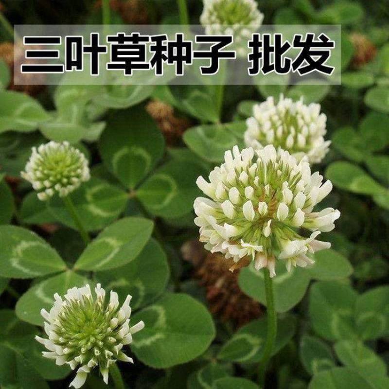 进口三叶草种子白三叶红三叶种籽草坪绿化草子种草籽果园草种