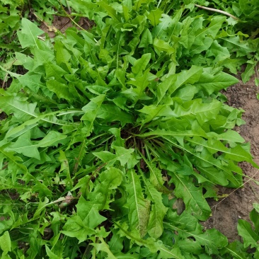 蒲公英野菜新鲜嫩叶包邮全年供应