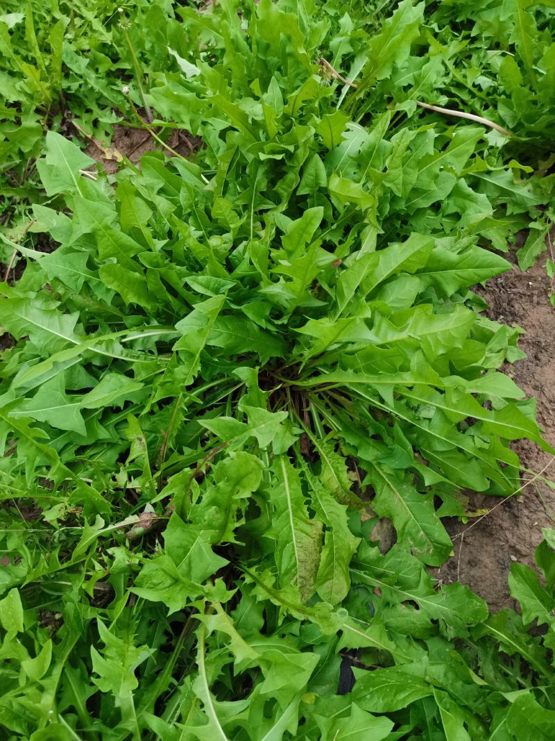 蒲公英野菜新鲜嫩叶包邮全年供应