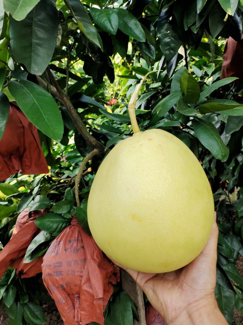 产地大量销售红心琯溪蜜柚，皮薄肉厚口感甜承接各类电商