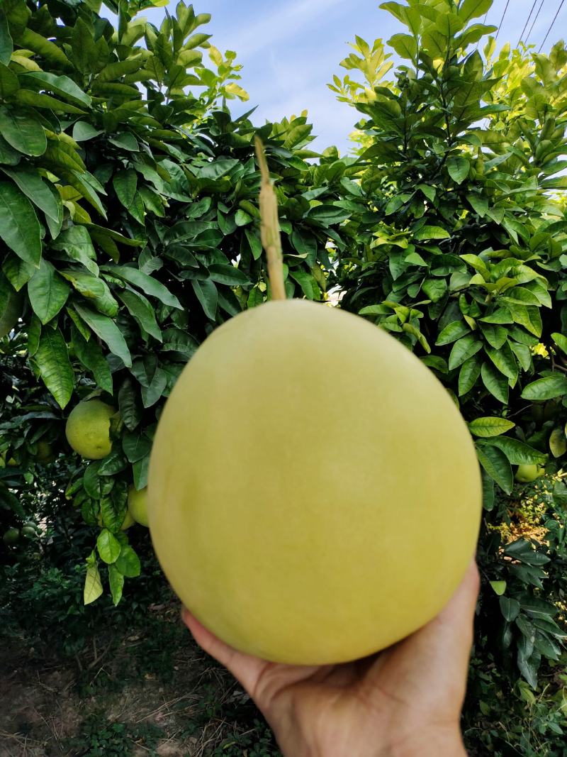 产地大量销售红心琯溪蜜柚，皮薄肉厚口感甜承接各类电商