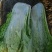 【推荐】吉林白菜黄心白菜产地直供经销全国名大市场