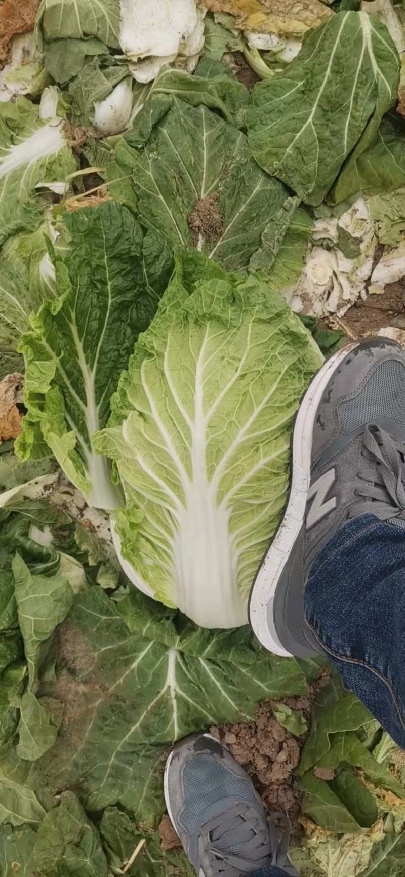 【推荐】吉林白菜黄心白菜产地直供经销全国名大市场