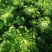 【推荐】吉林白菜黄心白菜产地直供经销全国名大市场