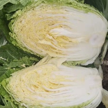 【推荐】吉林白菜黄心白菜产地直供经销全国名大市场