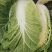 【推荐】吉林白菜黄心白菜产地直供经销全国名大市场