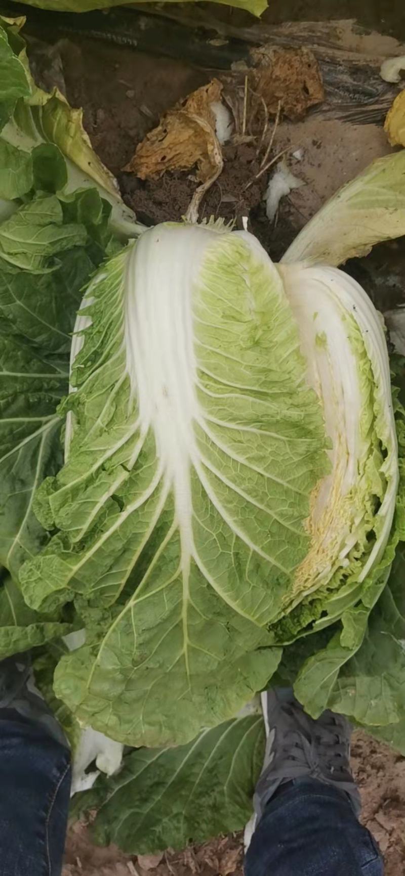 【推荐】吉林白菜黄心白菜产地直供经销全国名大市场