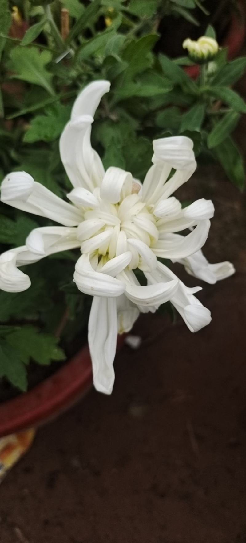 国庆菊九月菊荷兰球菊多种颜色基地直发