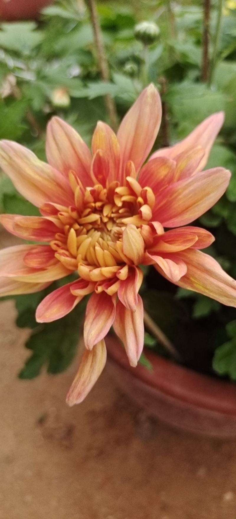 国庆菊九月菊荷兰球菊多种颜色基地直发