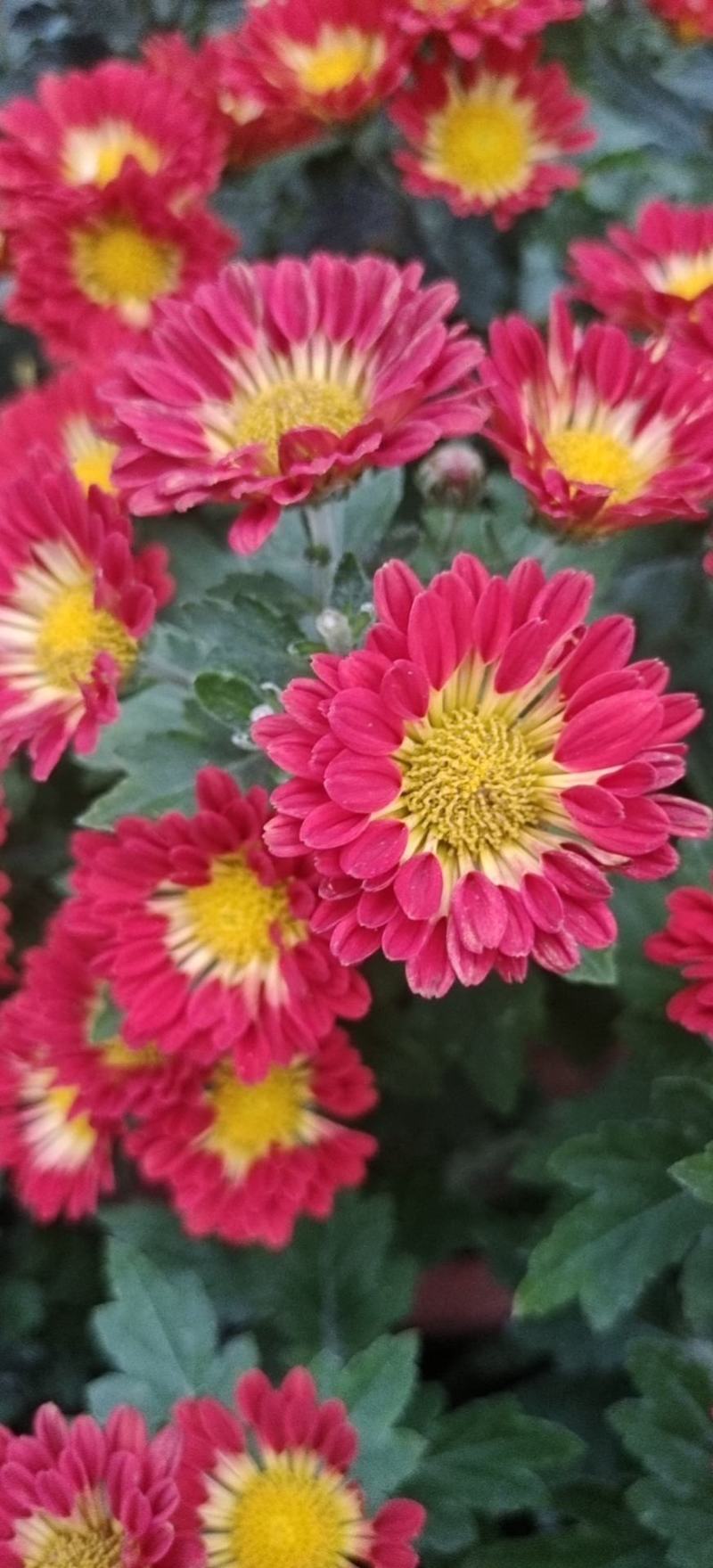 国庆菊九月菊荷兰球菊多种颜色基地直发