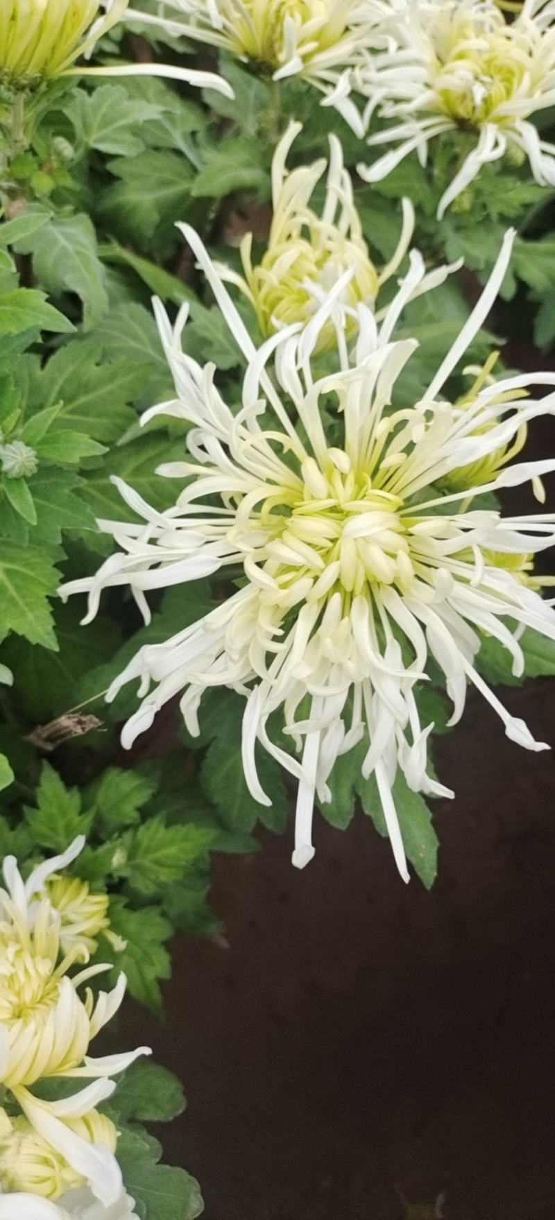 国庆菊九月菊荷兰球菊多种颜色基地直发