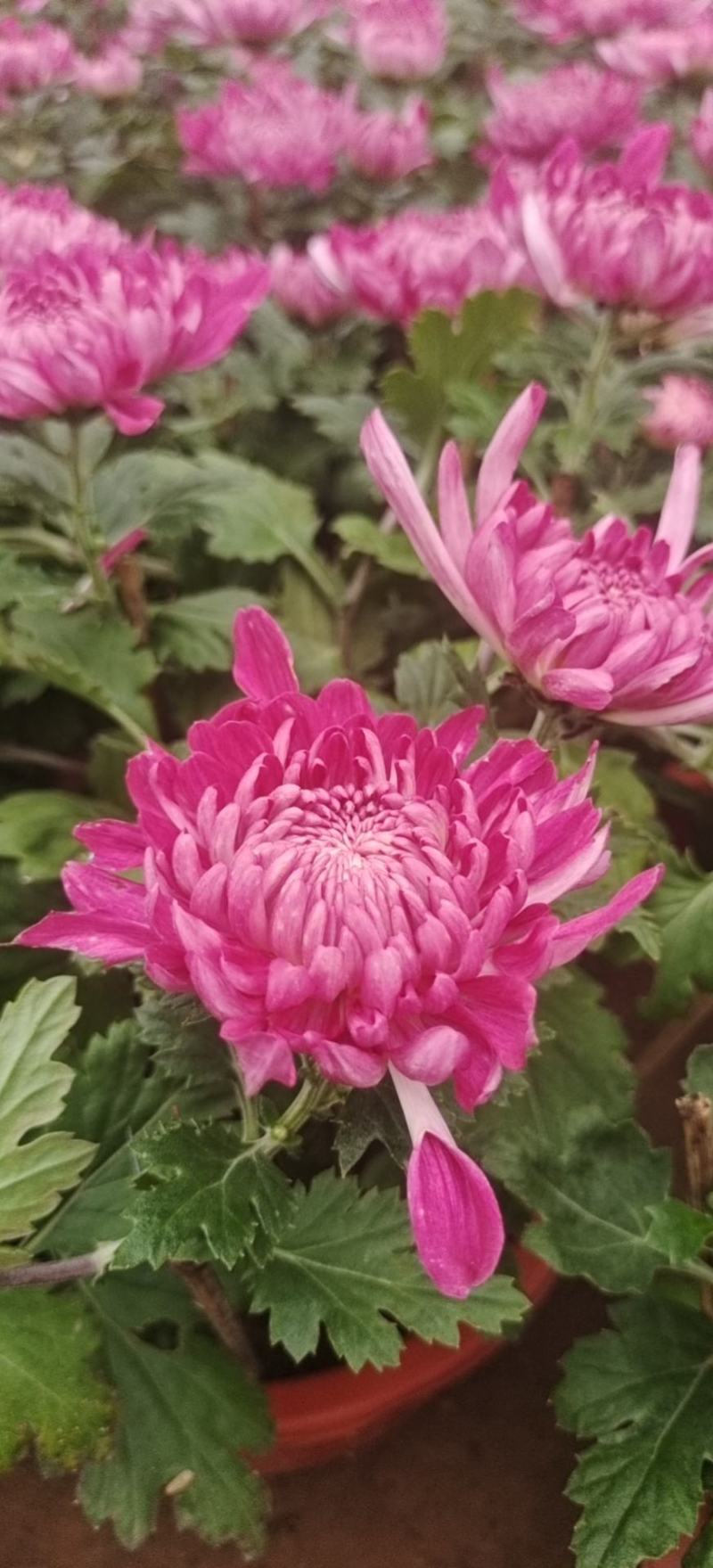 国庆菊九月菊荷兰球菊多种颜色基地直发