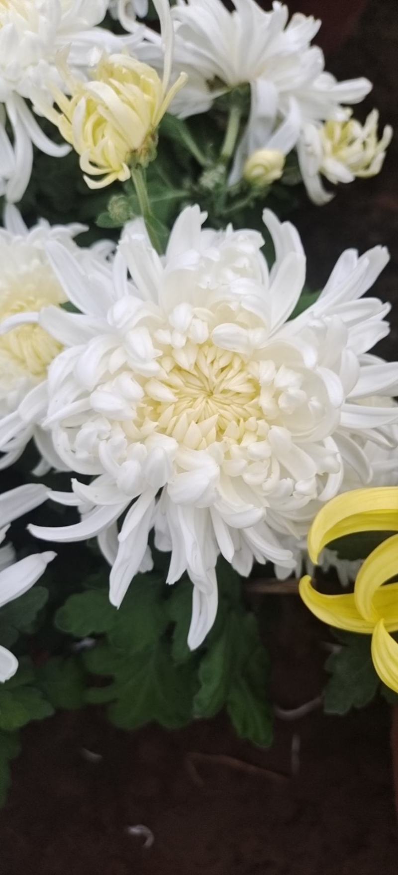 国庆菊九月菊荷兰球菊多种颜色基地直发