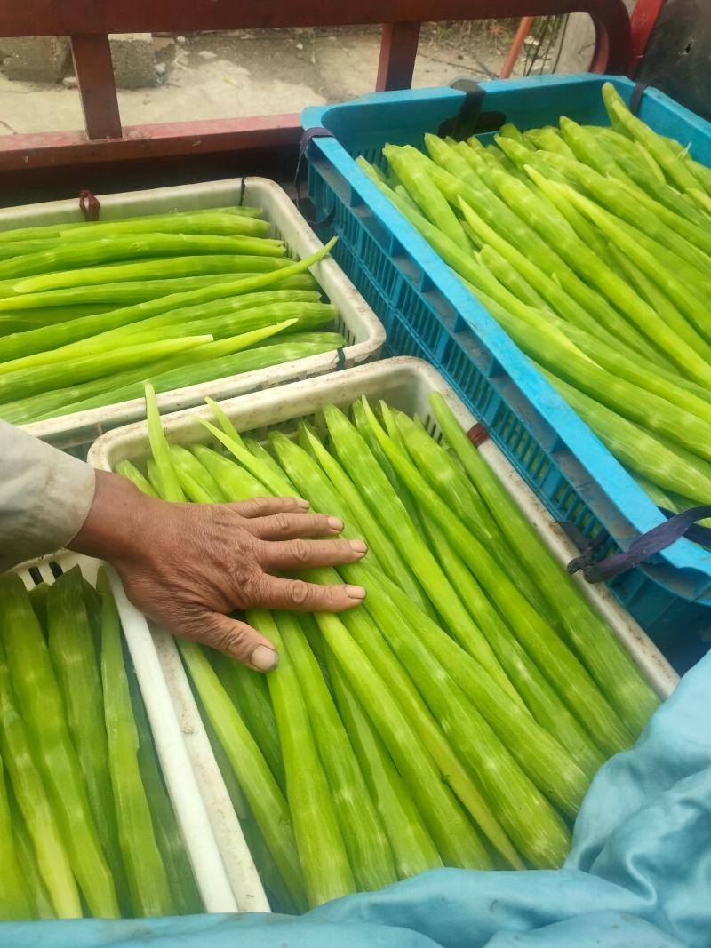 山东郯城县市场加工厂莴笋肉大量供应