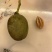 珙桐种子
