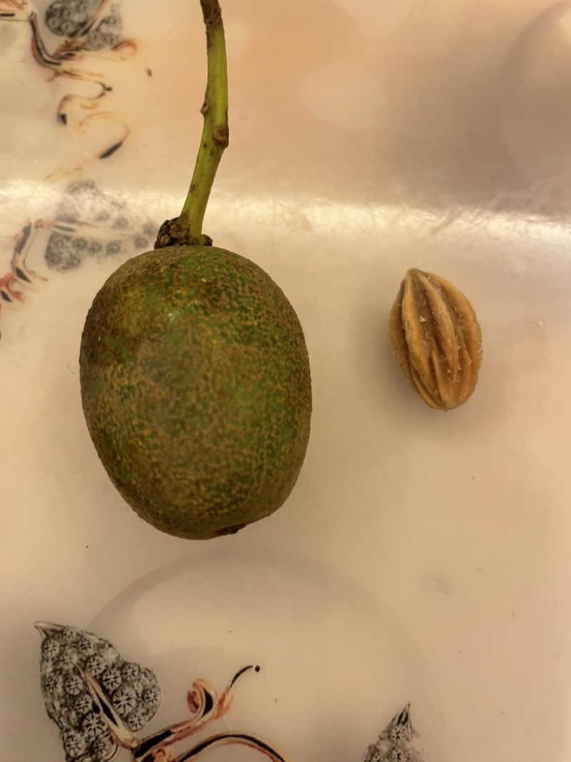 珙桐种子