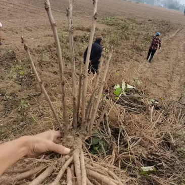 牡丹苗，具有观赏价值，可以增加新鲜空气！
