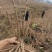 牡丹苗，具有观赏价值，可以增加新鲜空气！