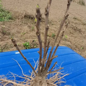 油牡丹苗50~60cm，种植观赏，药用都可以！