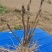 油牡丹苗50~60cm，种植观赏，药用都可以！