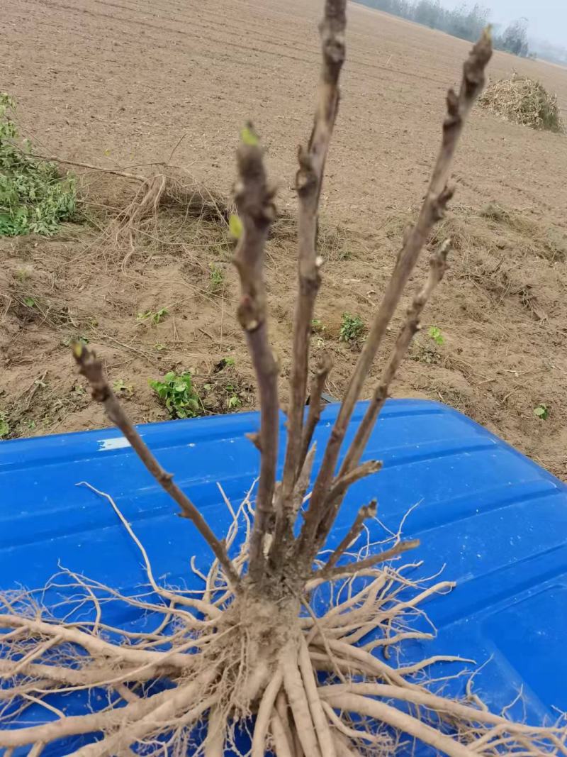 油牡丹苗50~60cm，种植观赏，药用都可以！