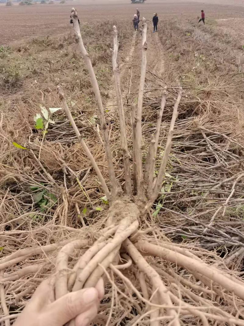 油牡丹苗50~60cm，种植观赏，药用都可以！