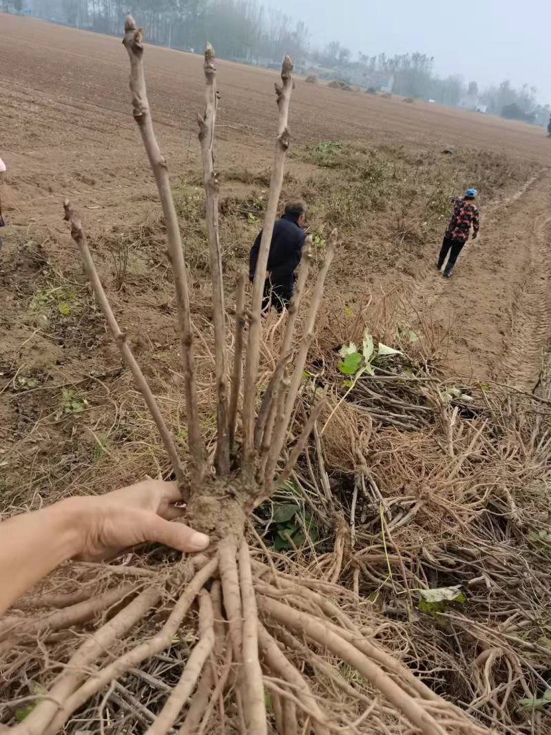 油牡丹苗50~60cm，种植观赏，药用都可以！