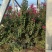 精品天鹅绒紫薇大量上市，基地直发直销，欢迎各位老板致电！