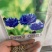 矢车菊种子花种子混色矢车菊花籽耐寒庭院室外花种籽子