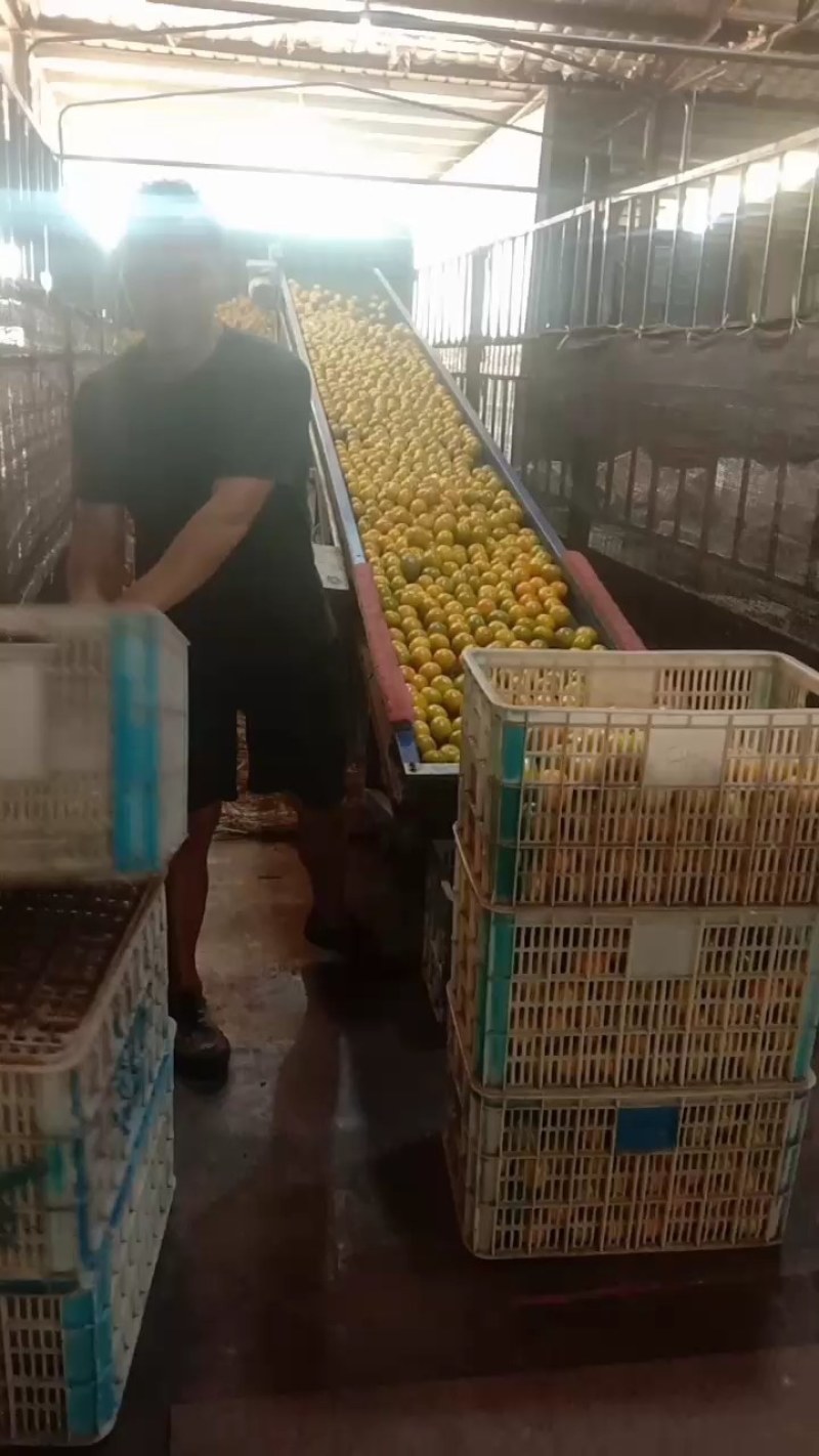 蜜橘湖北特早蜜桔果园看货现摘现发诚信经营全国发货