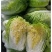 【推荐】吉林白菜黄心白菜产地直供经销全国名大市场