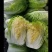 【推荐】吉林白菜黄心白菜产地直供经销全国名大市场