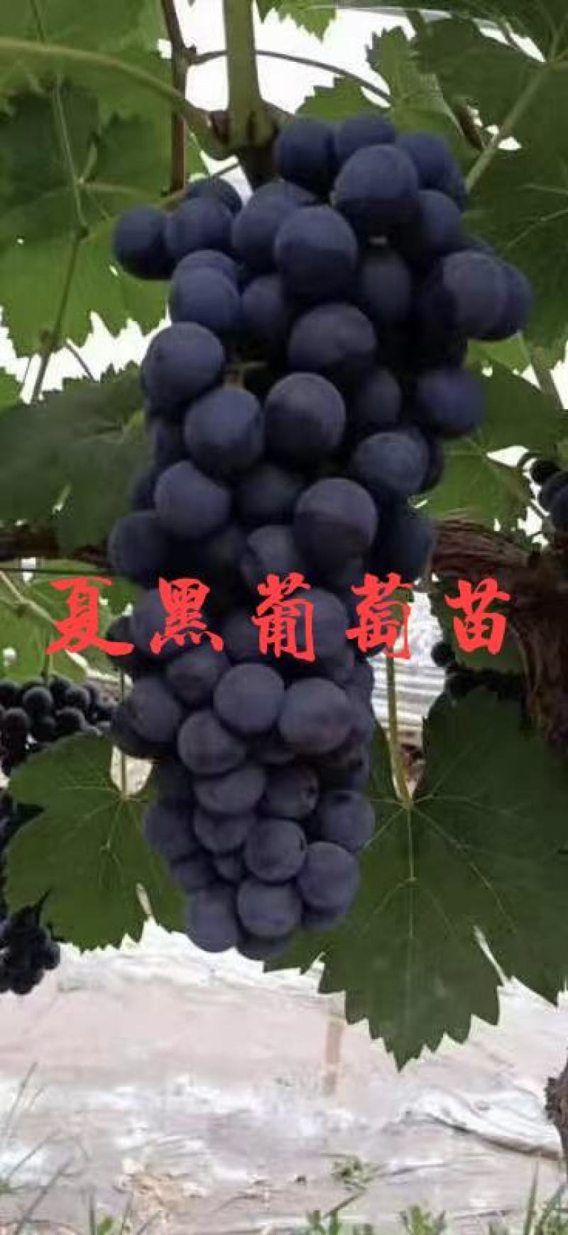 【有好货】葡萄苗夏黑葡萄苗早夏葡萄苗保纯度保成活
