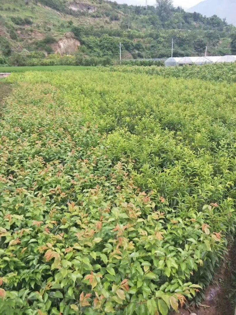 脆红李子苗，口感脆甜，极耐存运，提供种植技术