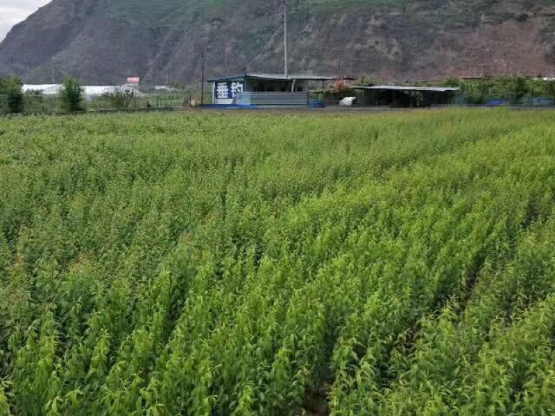 脆红李子苗，口感脆甜，极耐存运，提供种植技术