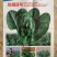 一代杂交新品种川崎8号耐寒菠菜种子春秋越冬蔬菜种子