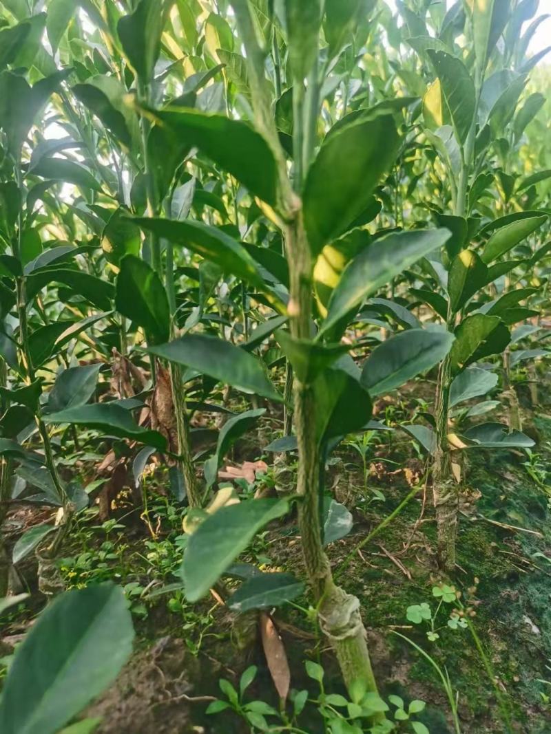 蜜广苗，棉桔，包正宗假一赔十提供免费种植技术