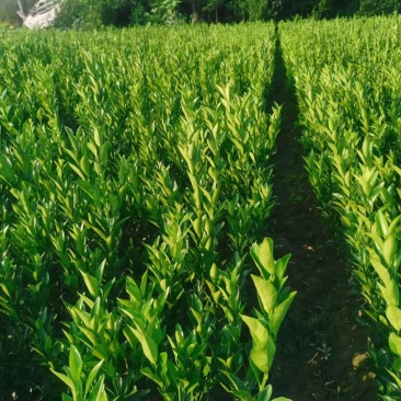 蜜广苗，棉桔，包正宗假一赔十提供免费种植技术