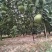 正宗井冈山蜜柚