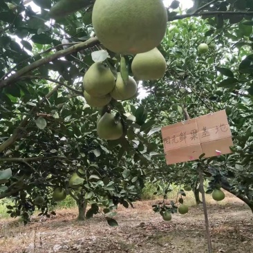 正宗井冈山蜜柚