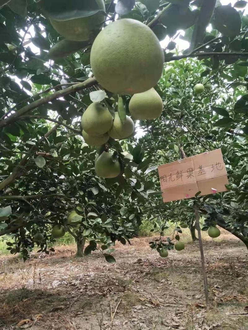 正宗井冈山蜜柚