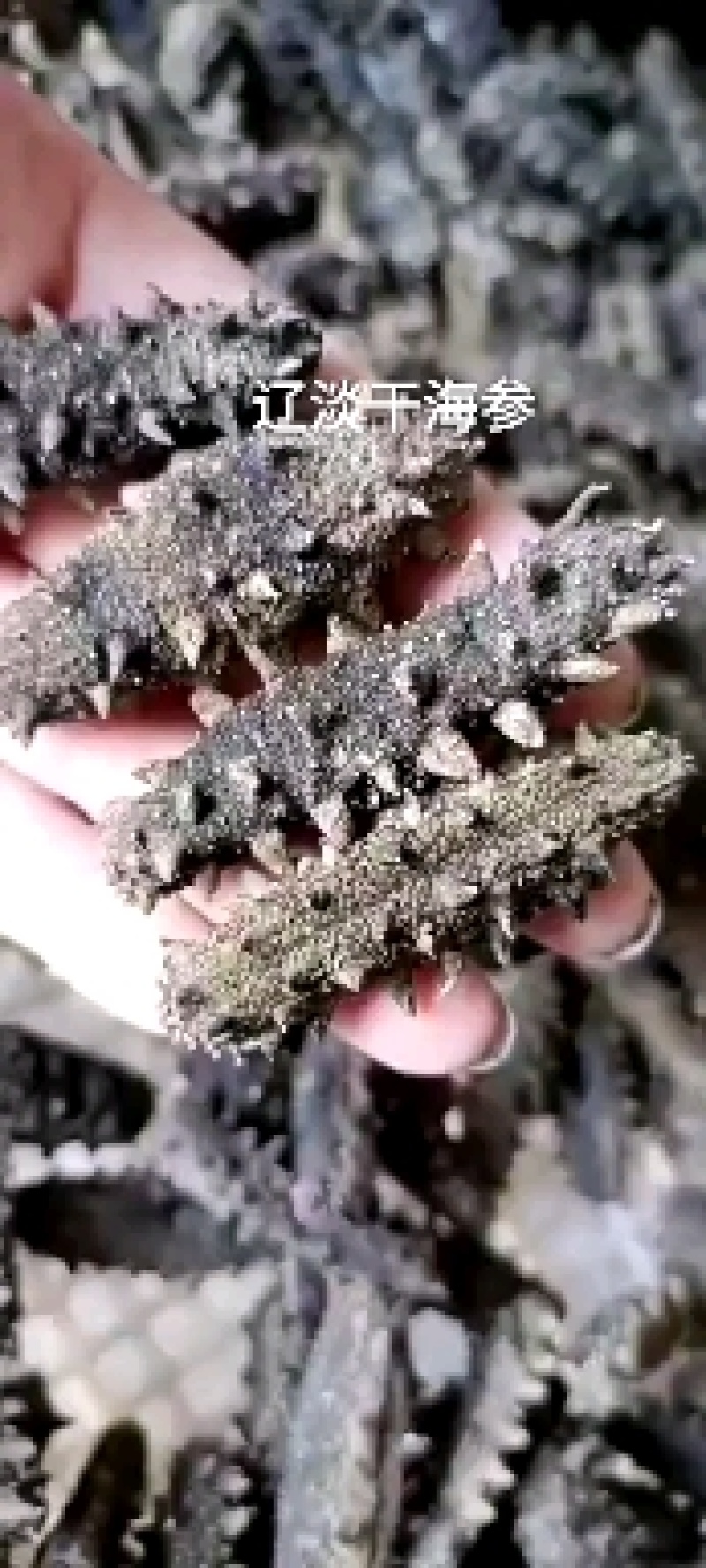 纯淡干海参