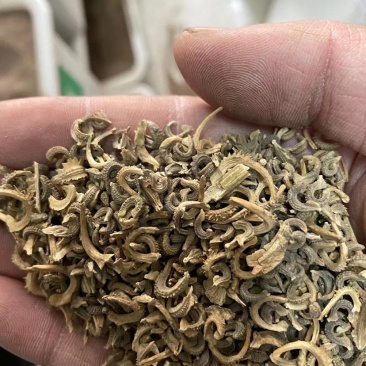 金盏菊种子矮生长生菊花籽室内盆栽花草庭院花卉